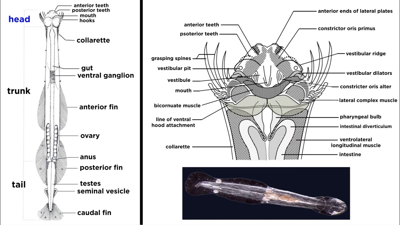 Phylum Chaetognatha: Arrow Worms