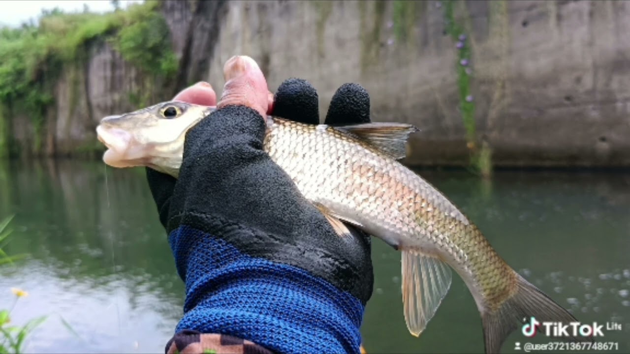 野釣_老梅溪開封後，大鯽魚，竹竿頭，湯鯉
