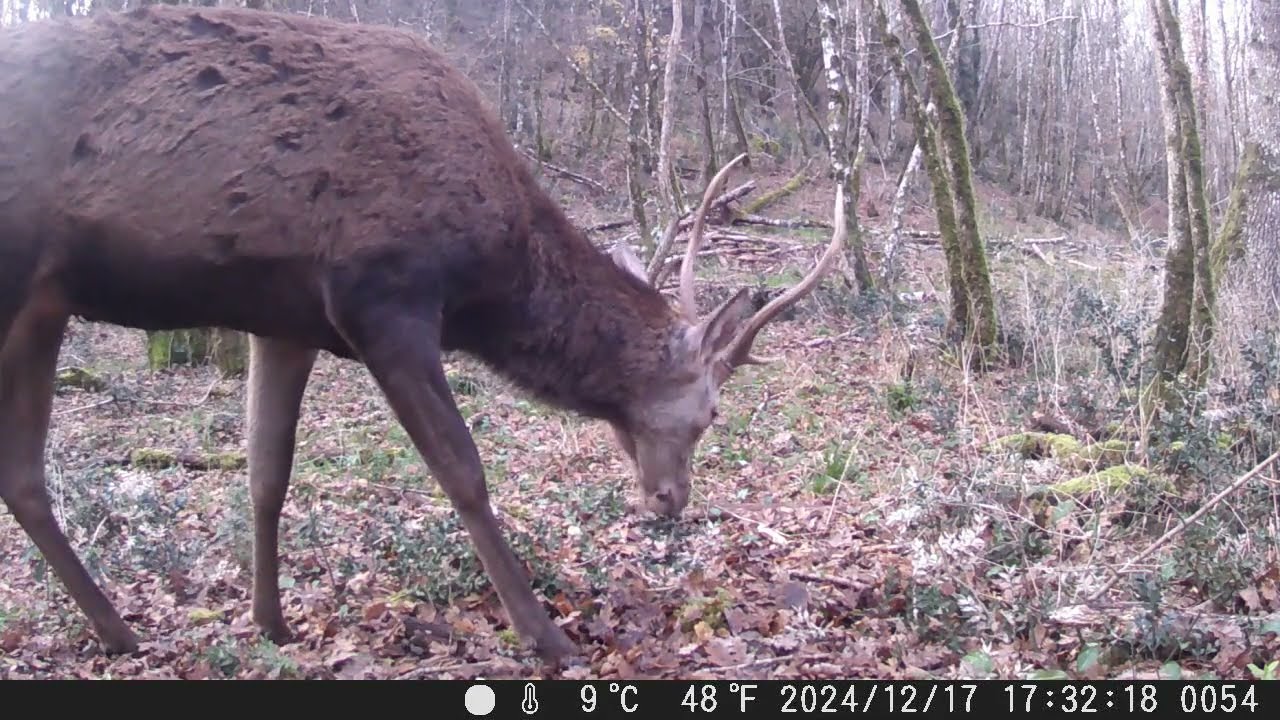 21 décembre 2024: Cerf en forêt | Grésigne Tarn