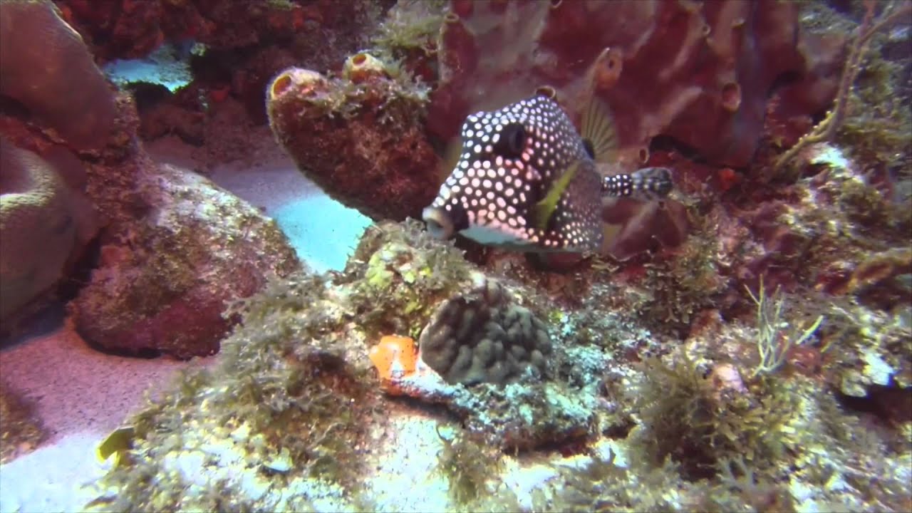 Scuba Diving Desecheo Island (Rincón, Puerto Rico)