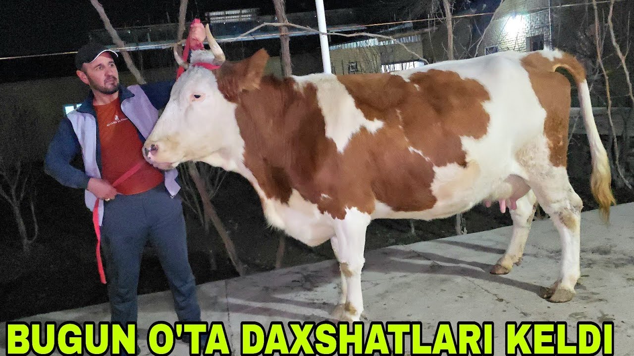 Buxoro arzonchisi Mizrobjon va Ashur akadan yangi partiya sutni yomg'ir qiladiganlari 29.01.2026 г.