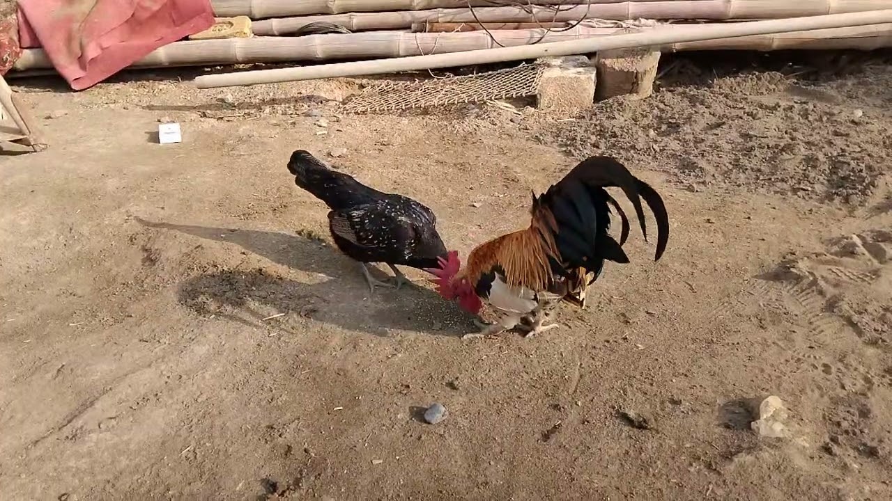 Desi Rooster & Hen Eating Together || Beautiful Village Feeding Scene 🐓🌾