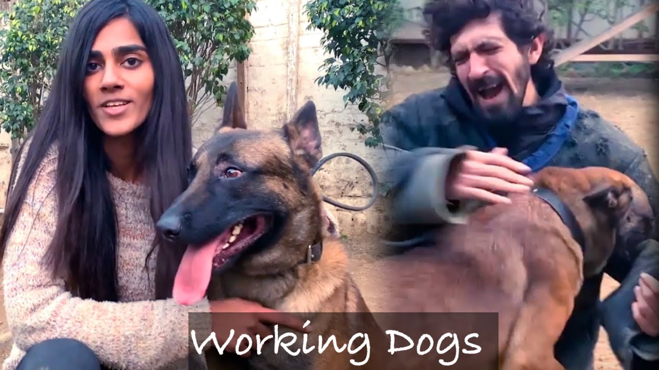 Delhi ~ Belgian Malinois Training | India’s Best Dog Training | Working Dogs Training 😱😱😱😱😱