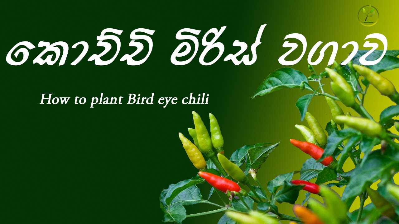 කොච්චි මිරිස් වගාව | How to plant Bird's eye chili