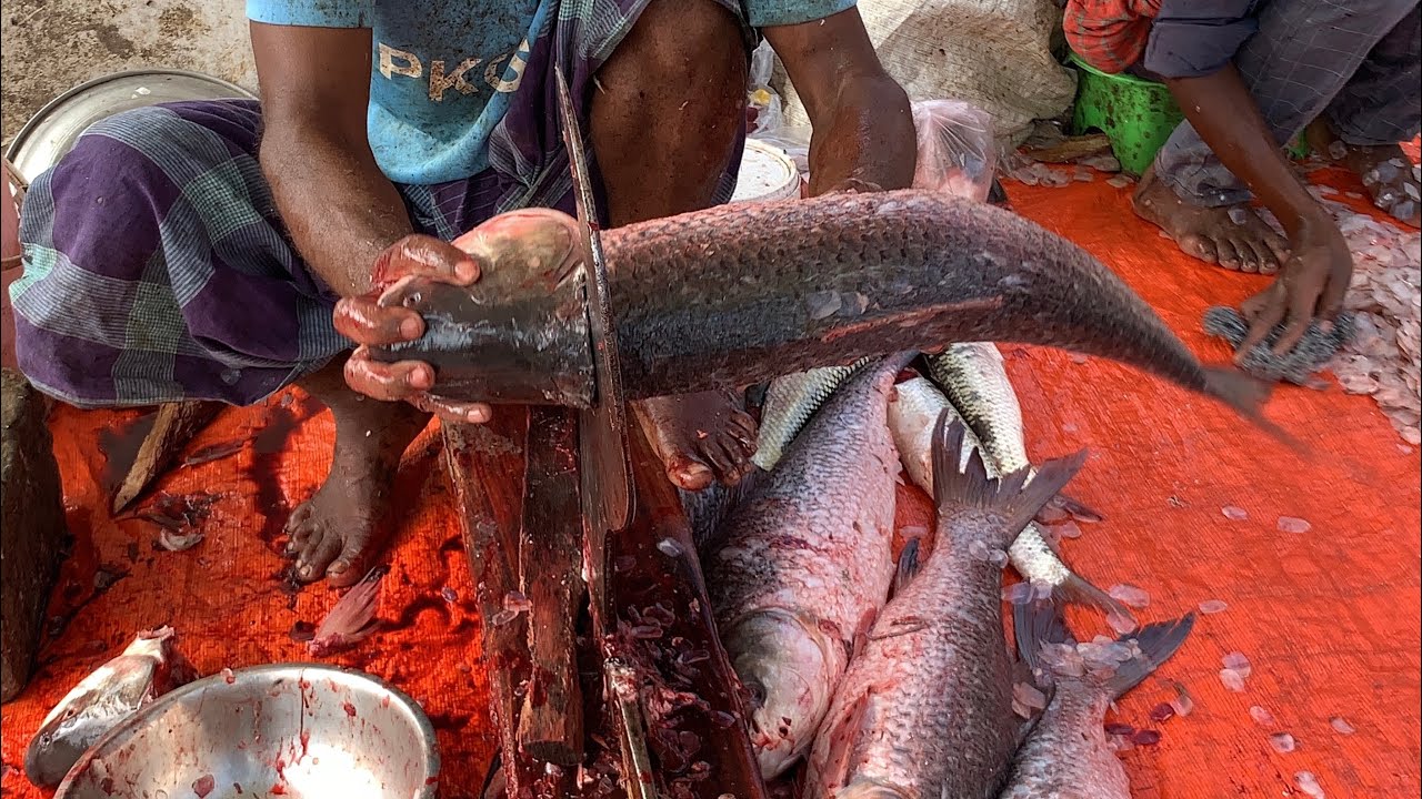wow big size Roifish cutting live skills by expert fish cutting by expert fish cutter 