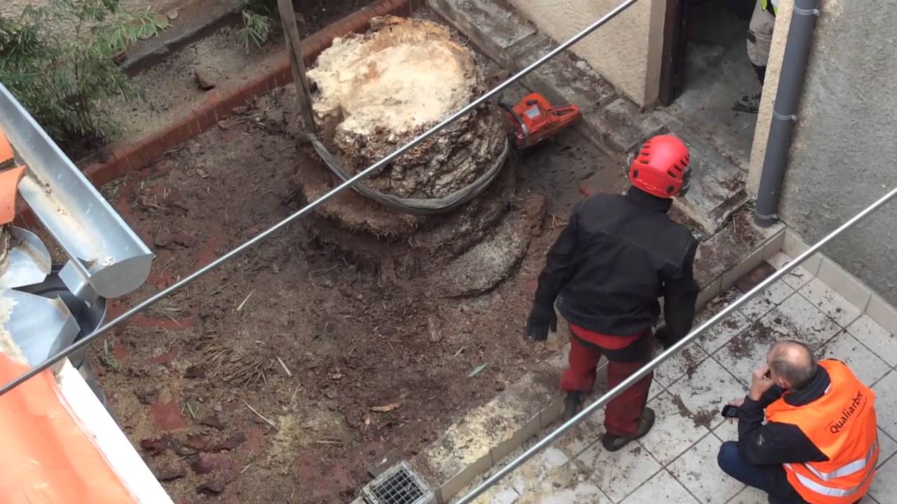 Extraction Palmier infecté société Oréane