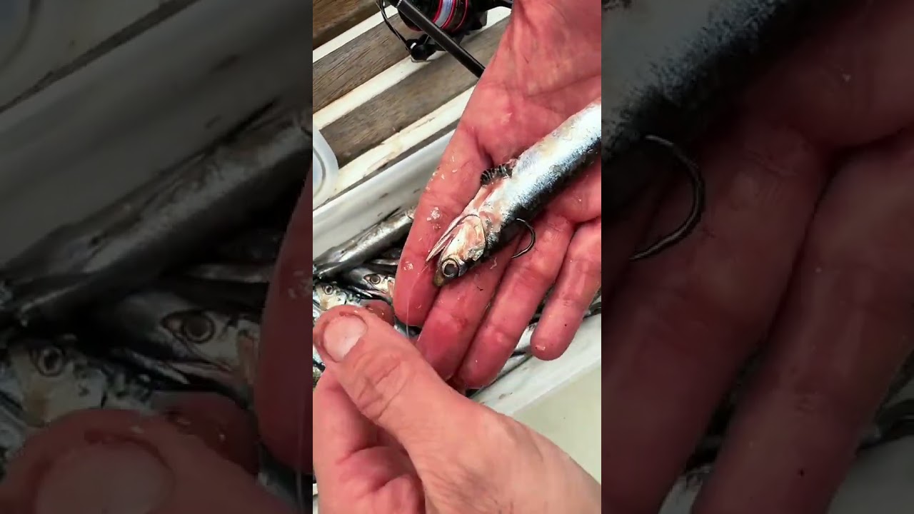 How to attach dead fish bait to a fishing hook correctly 👍😁 