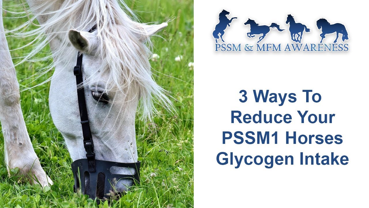 3 Ways To Reduce Your PSSM1 Horses Glycogen Intake
