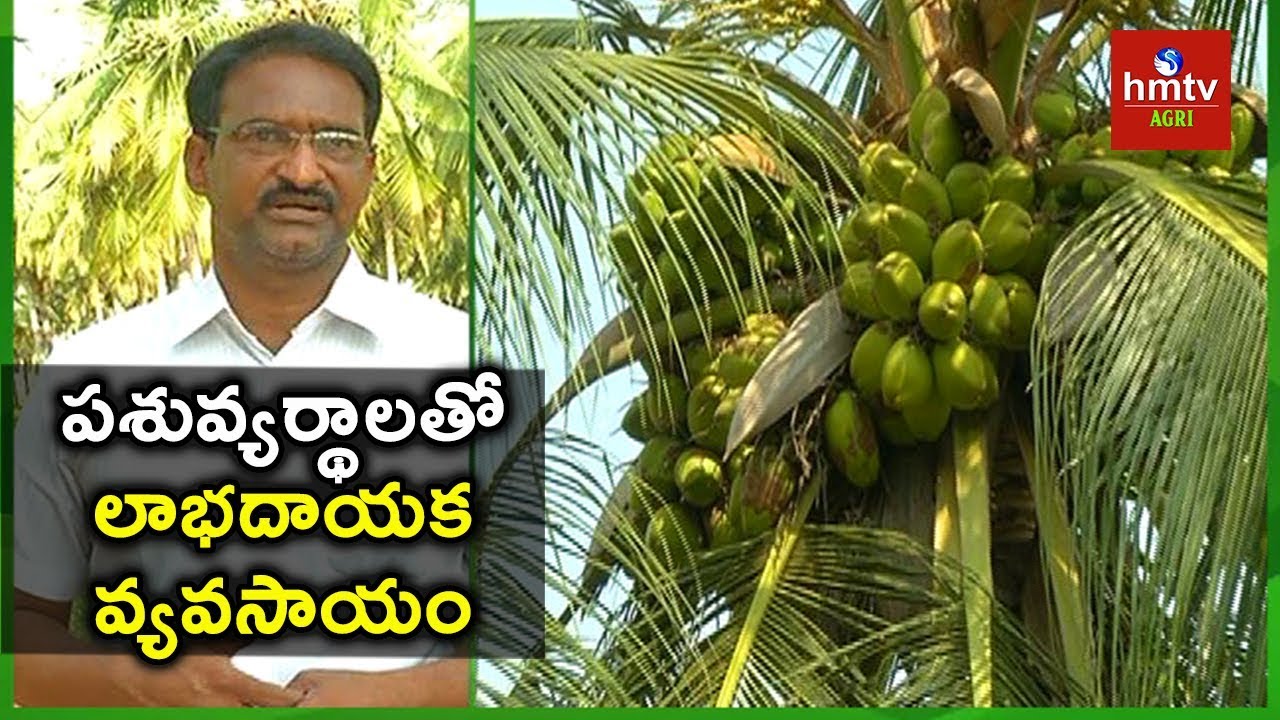Organic Coconut Cultivation | Farmer Satish Babu Success Story | hmtv Agri