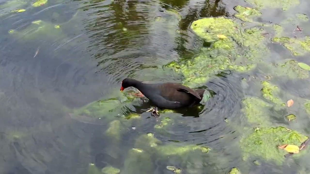 뭘 먹고 있는지(Common Moorhen) #쇠물닭 #common moorhen 