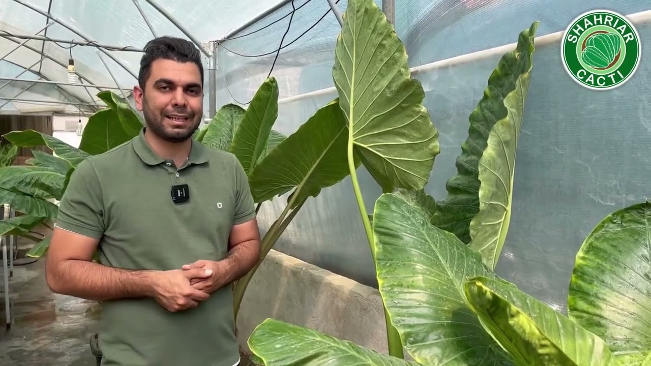 شرایط نگهداری بابا آدم