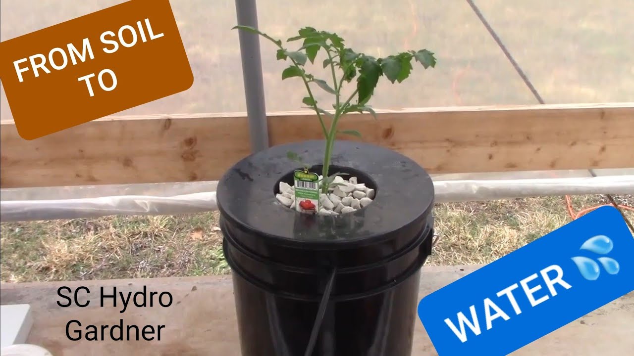Transplanting from soil to Hydroponic RDWC Dutch Bucket/NFT system