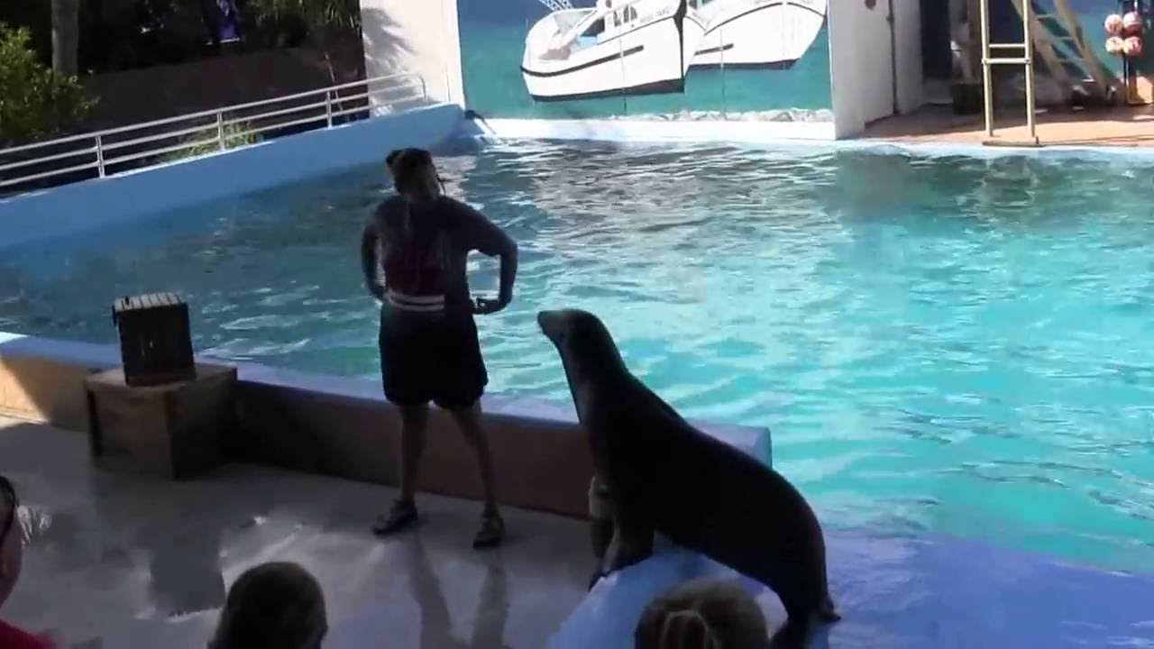 Gulf World PCB Sea Lion / Dolphin Show 7.21.2016