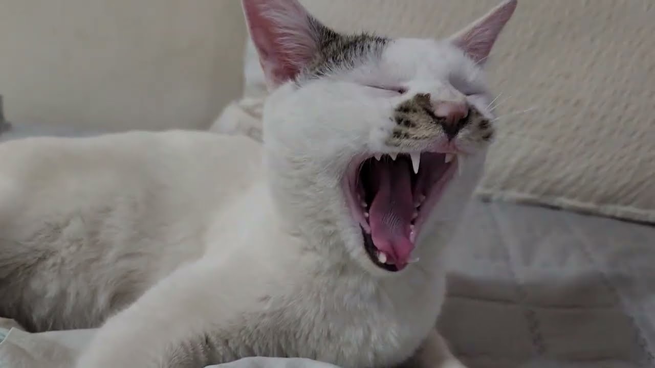 집 나갔던 삼시기가 무사히 돌아왔어요