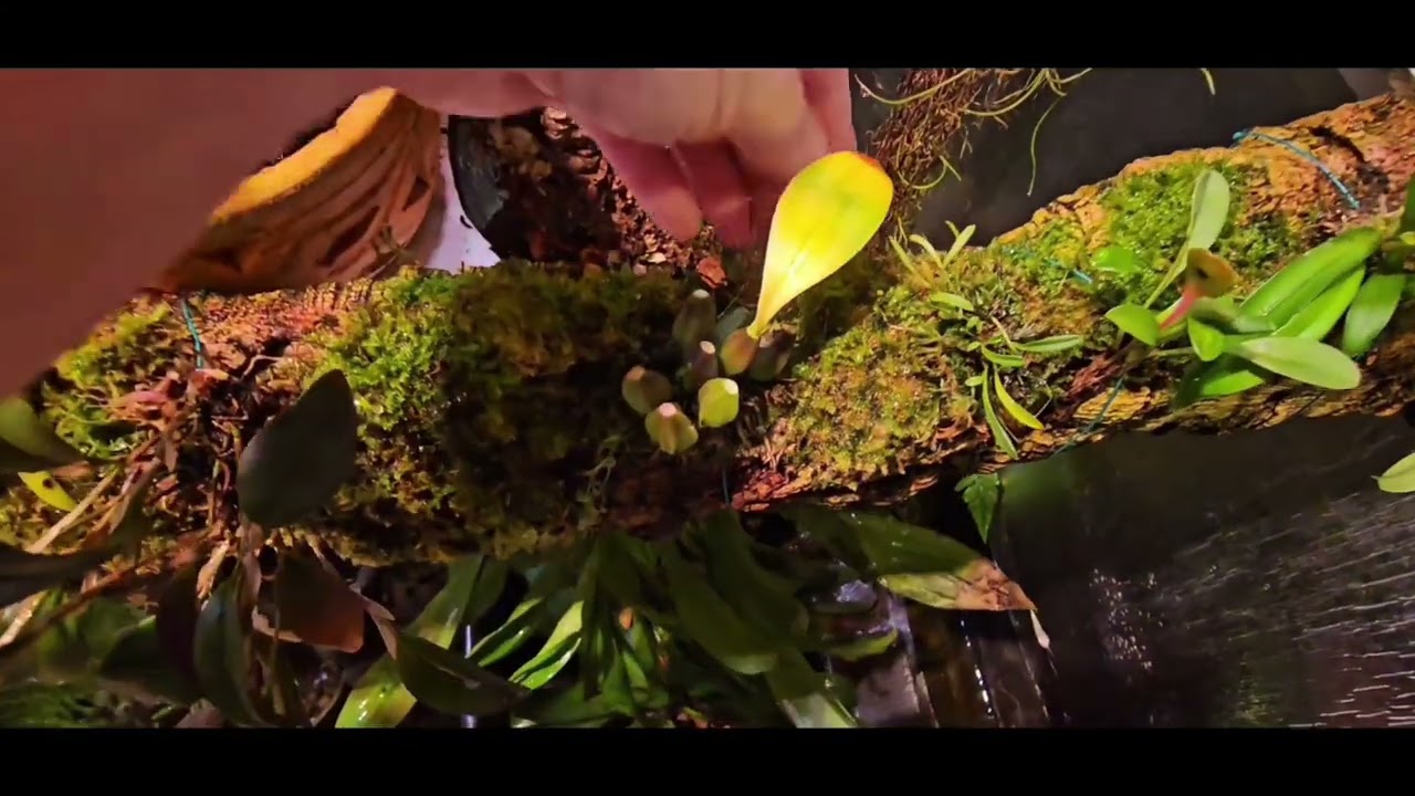 Террариум - Орхидариум  и маленький Розыгрыш . Terrarium - Orchidarium