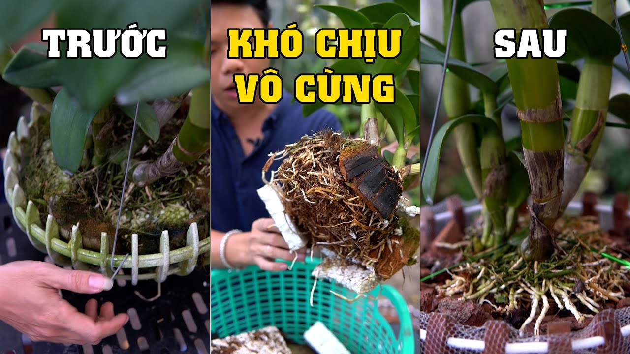 Sang chậu với GIÁ THỂ khó nhằn này - Liệu bạn đã thử #hoalankimbinh #hoalan
