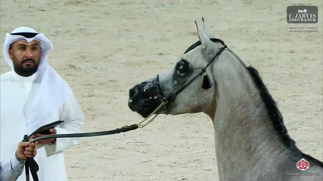 N 224 BURKAN ALWALLAN   KAHBS 2025   Kuwait AH Breeders Show   Junior Colts   Section A Class 4A