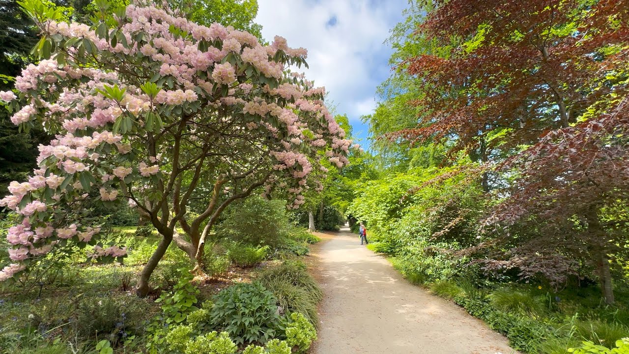 RHS Harlow Carr Gardens 1, Harrogate, 17/5/25
