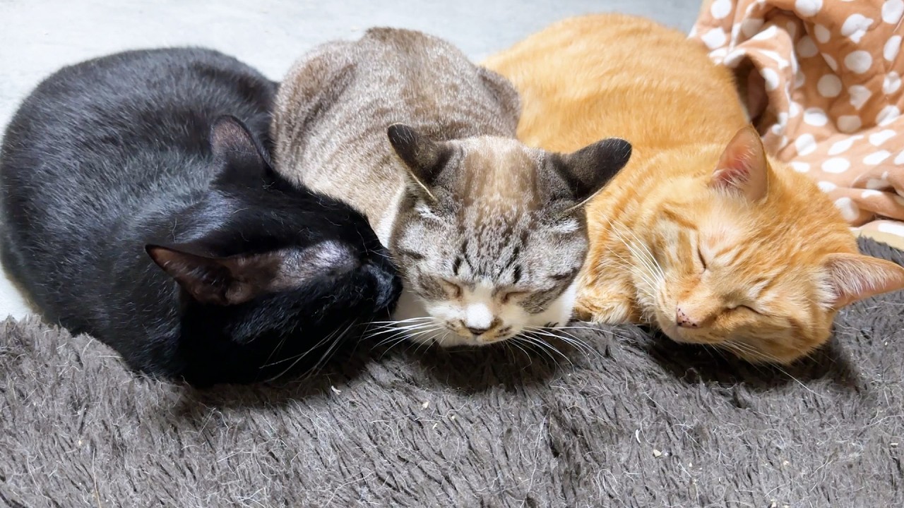 すごく甘えたかったり、跳び蹴りしたり、大好きな猫たちに挟まれ幸せなポーズしたりと天真爛漫な永遠の子猫はこちらです&hellip;笑