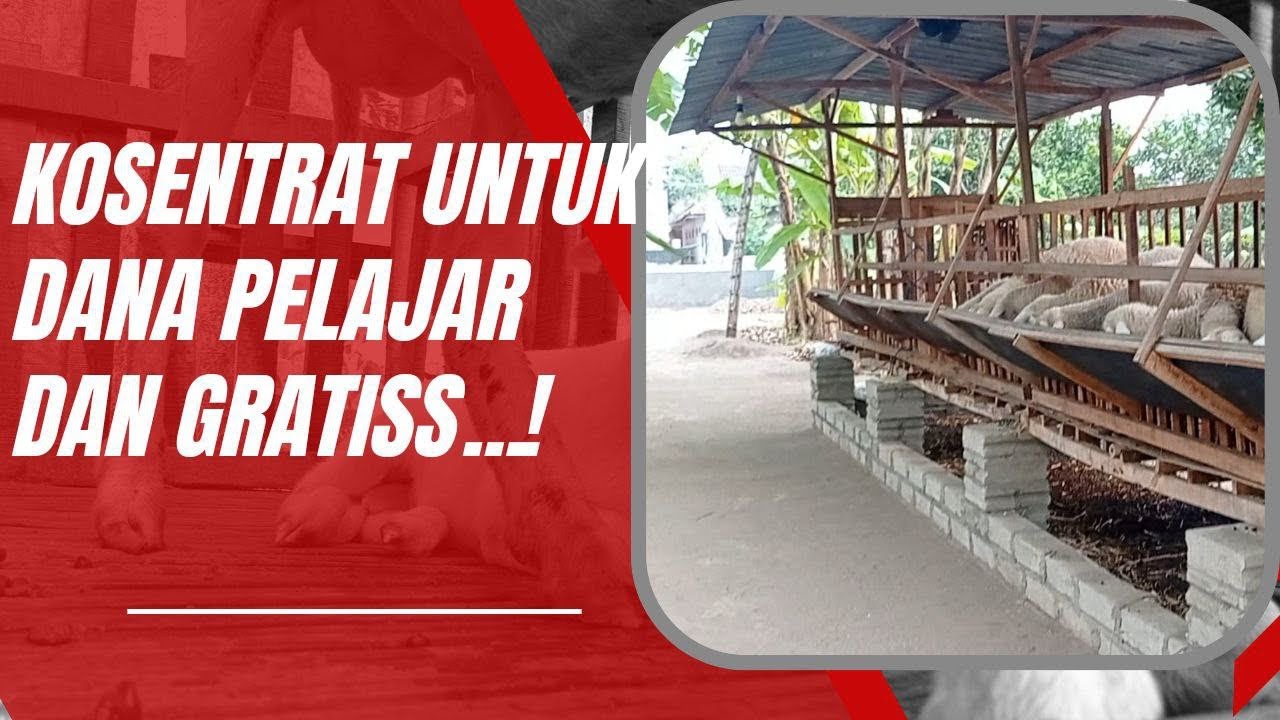 Membuat Konsentrat Domba Dana Pelajar malah bisa GRATIS