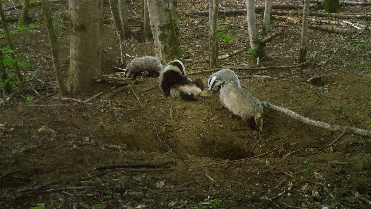 European badger: routine life at the sett