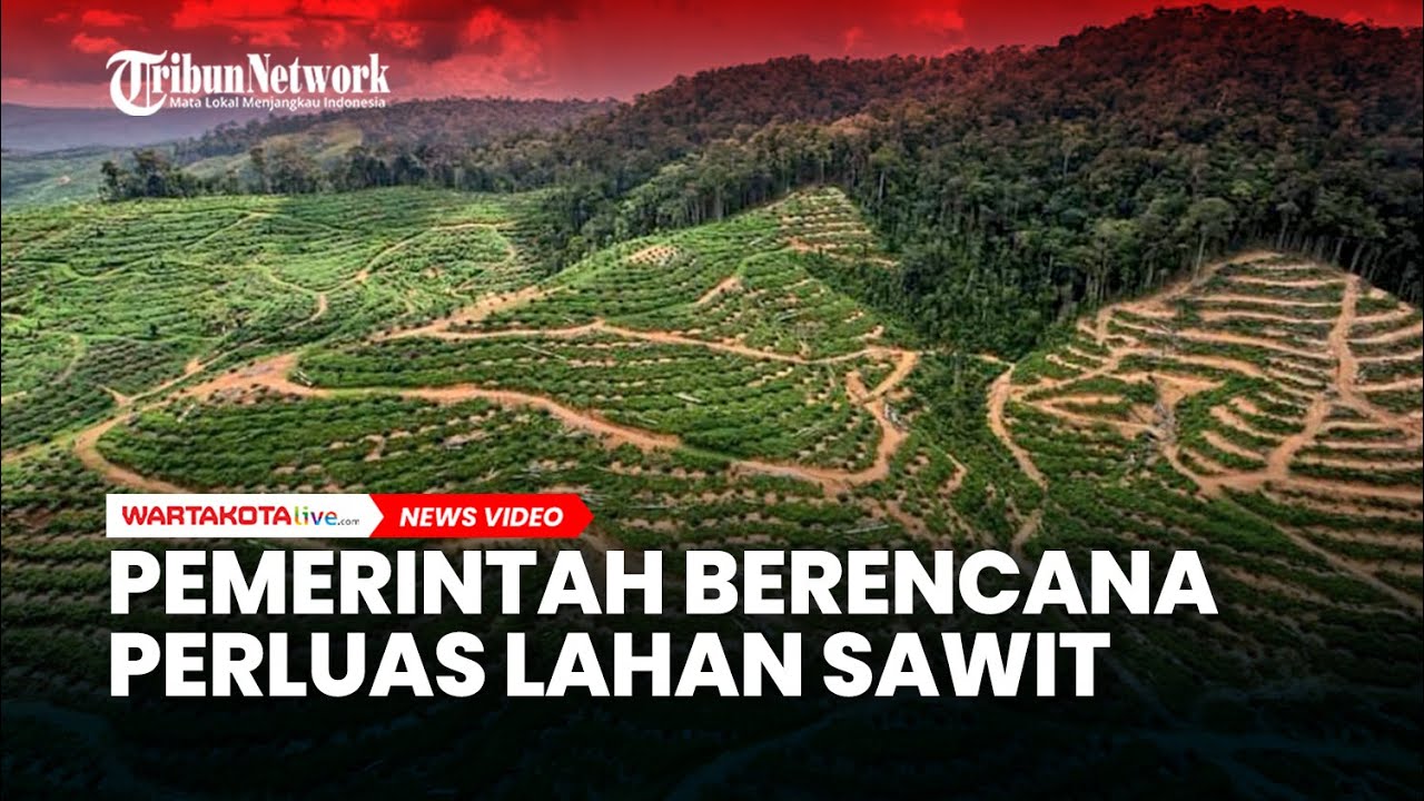 Pemerintah Berencana Perluas Lahan Sawit Hingga 600 Ribu Hektar