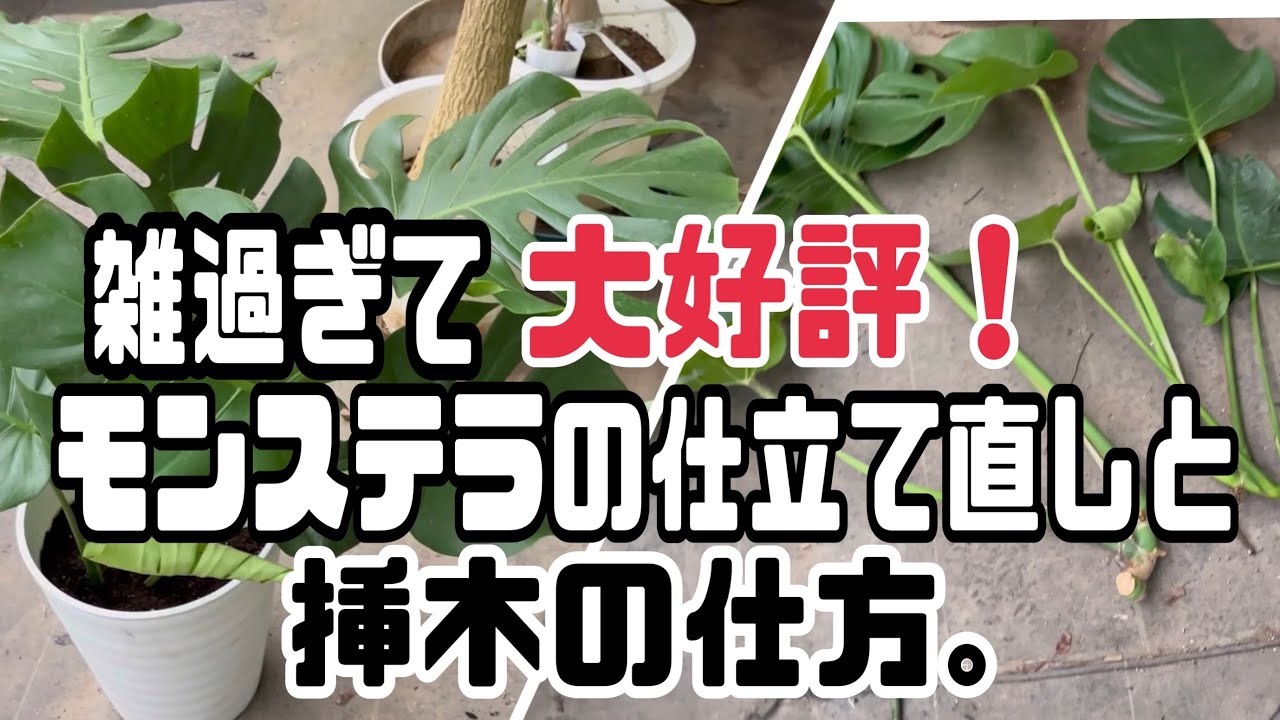 [好評]雑で簡単なモンステラの再生と仕立て直し今年もやります！