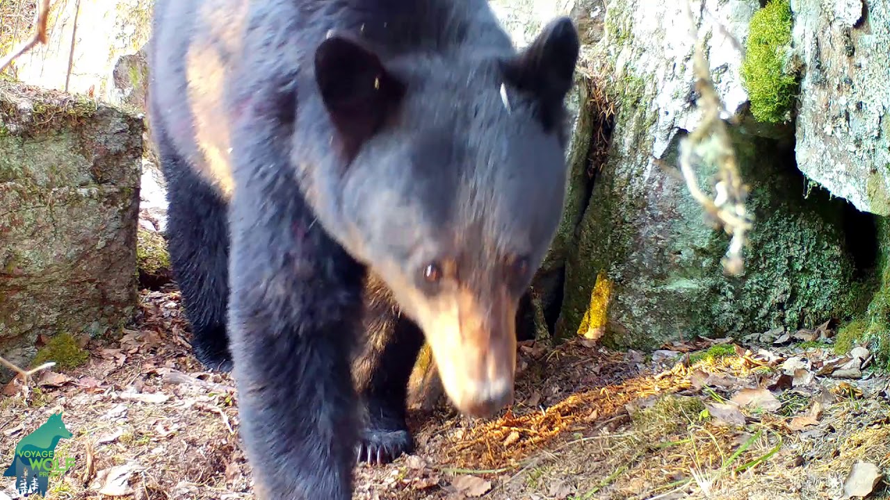 Black bear visits active wolf den in northern Minnesota