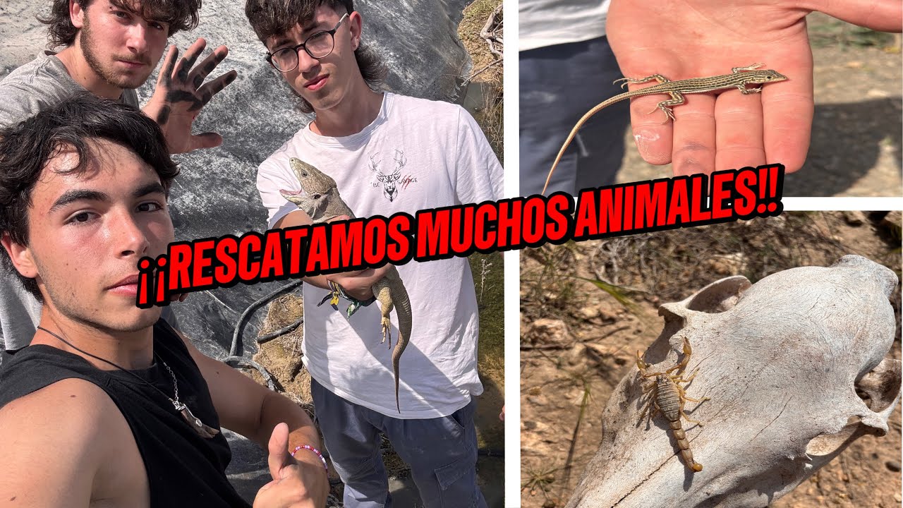 RESCATANDO ANIMALES DE EFECTOS TRAMPA.