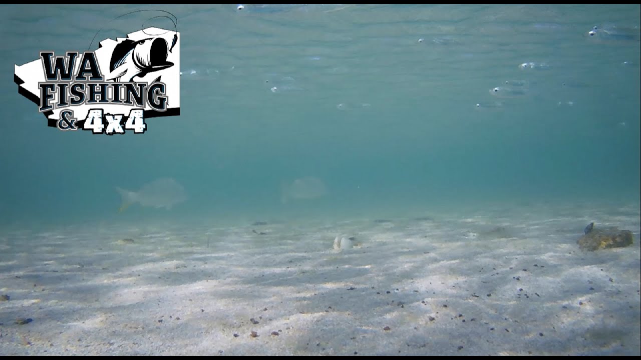 Herald Bight Shark Bay Beach, Tide in & Underwater Videos of Numerous Marine Life Swimming