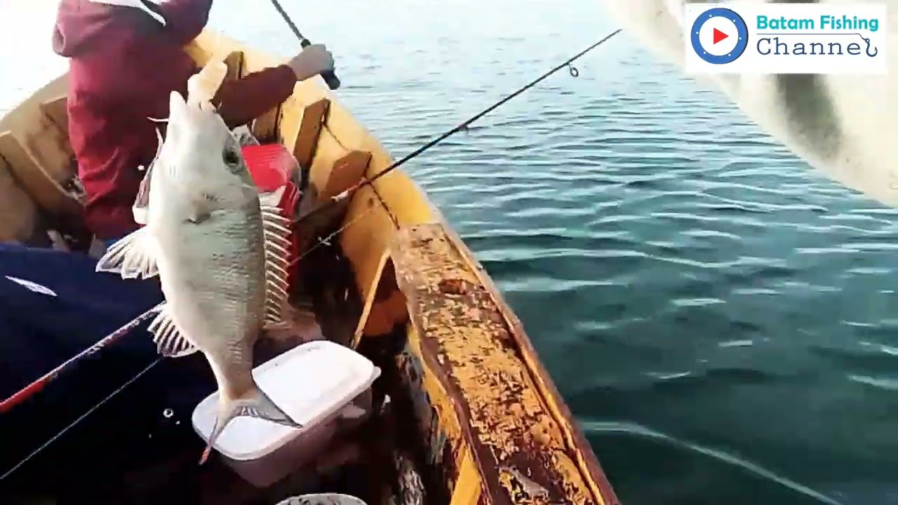 Mancing di rumpon ikan pinang pinang