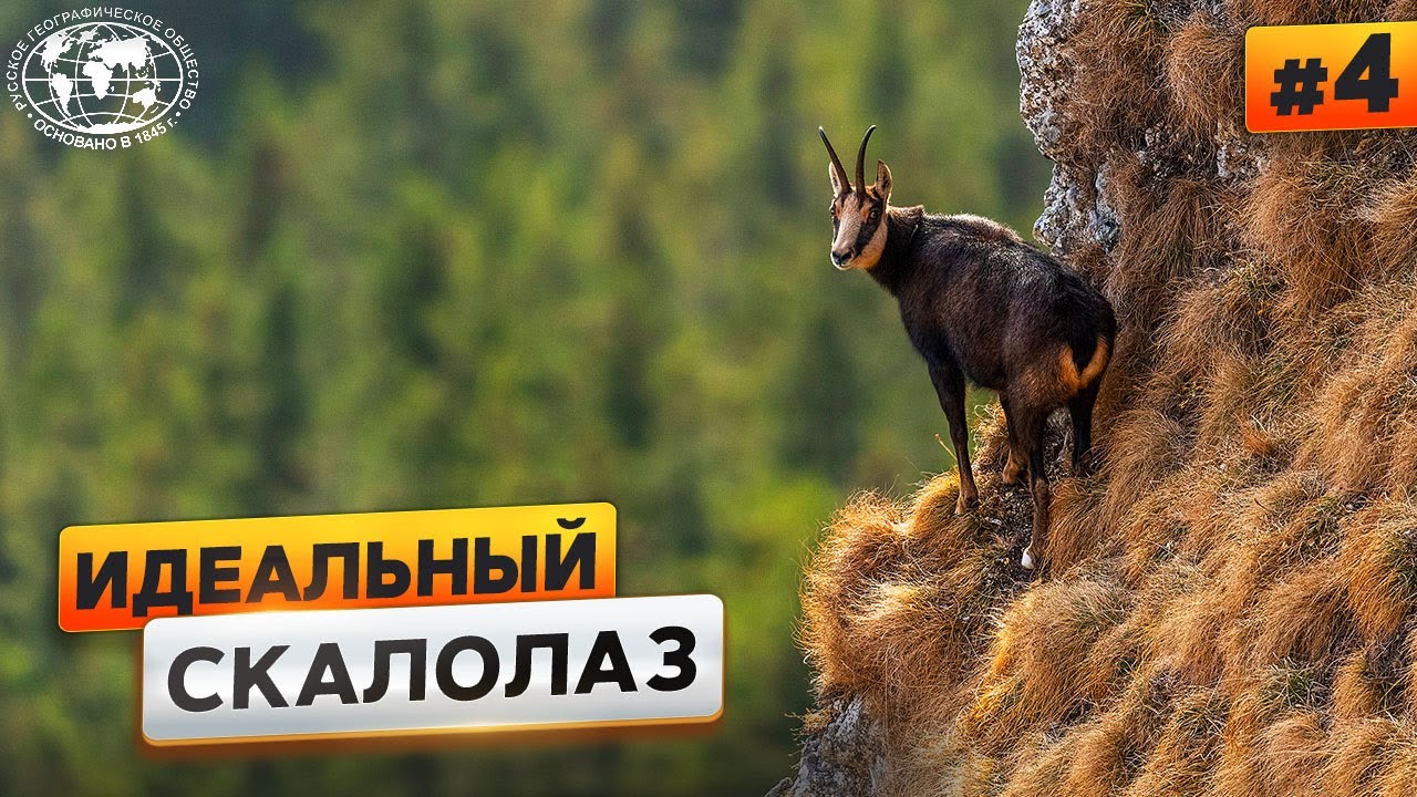 Животный мир Кавказа. Серна  | @Русское географическое общество