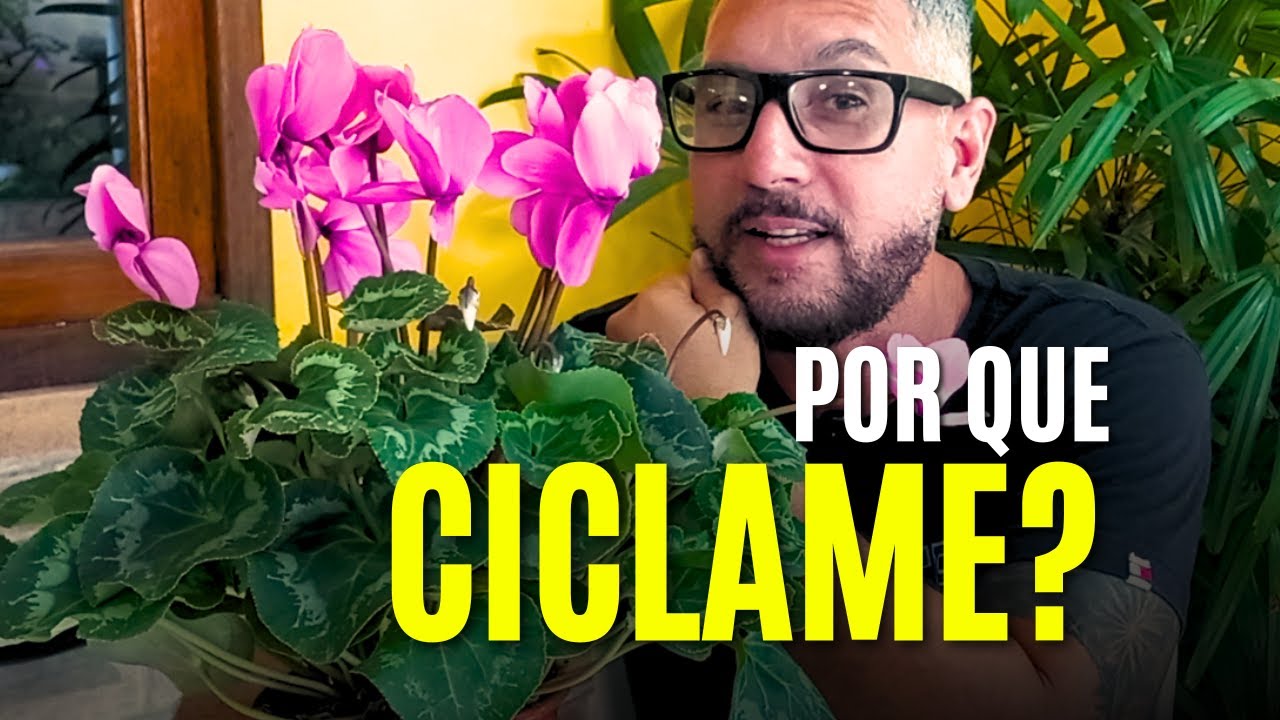 CICLAME: COMO CUIDAR E CULTIVA DESSA BEL&Iacute;SSIMA PLANTA DE INTERIOR