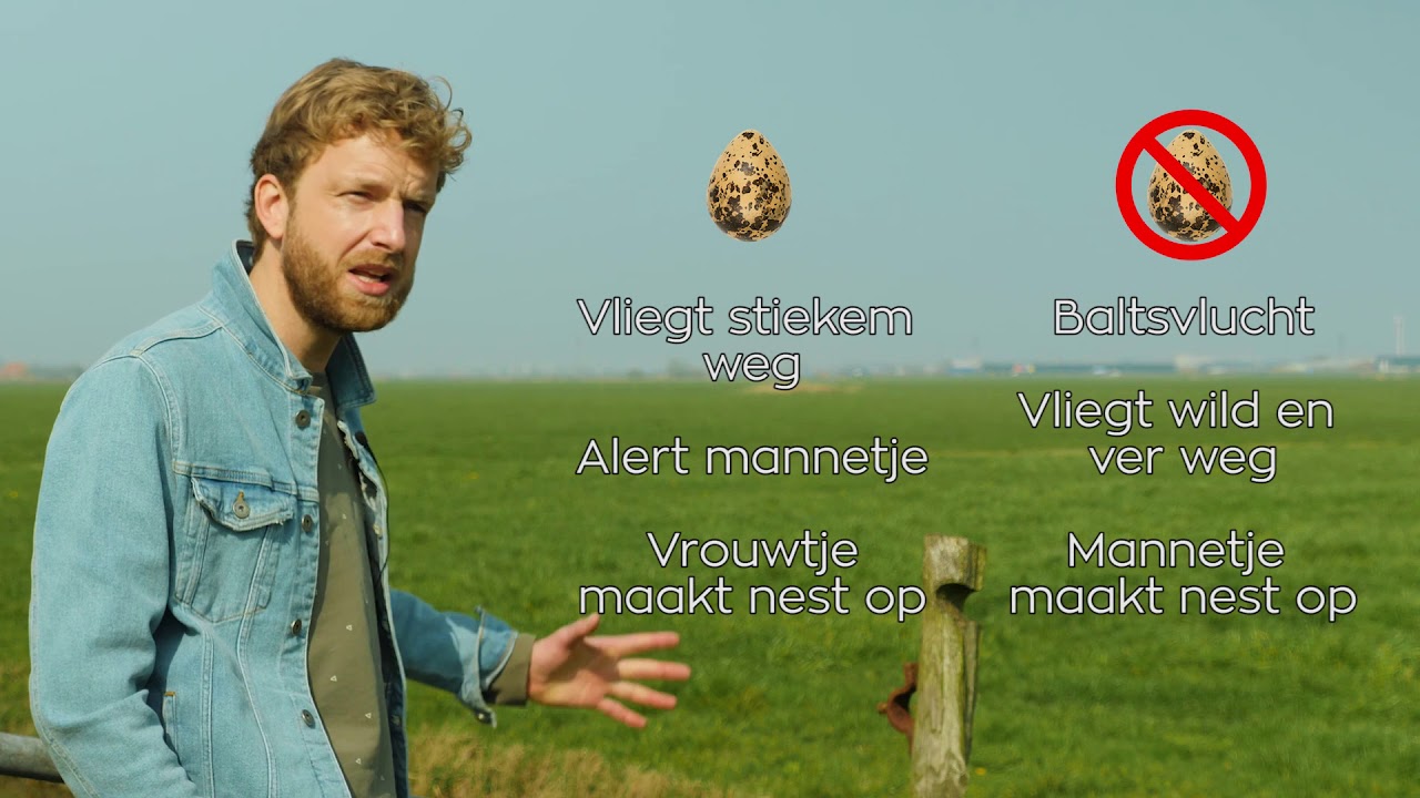 Weidevogel nesten vinden