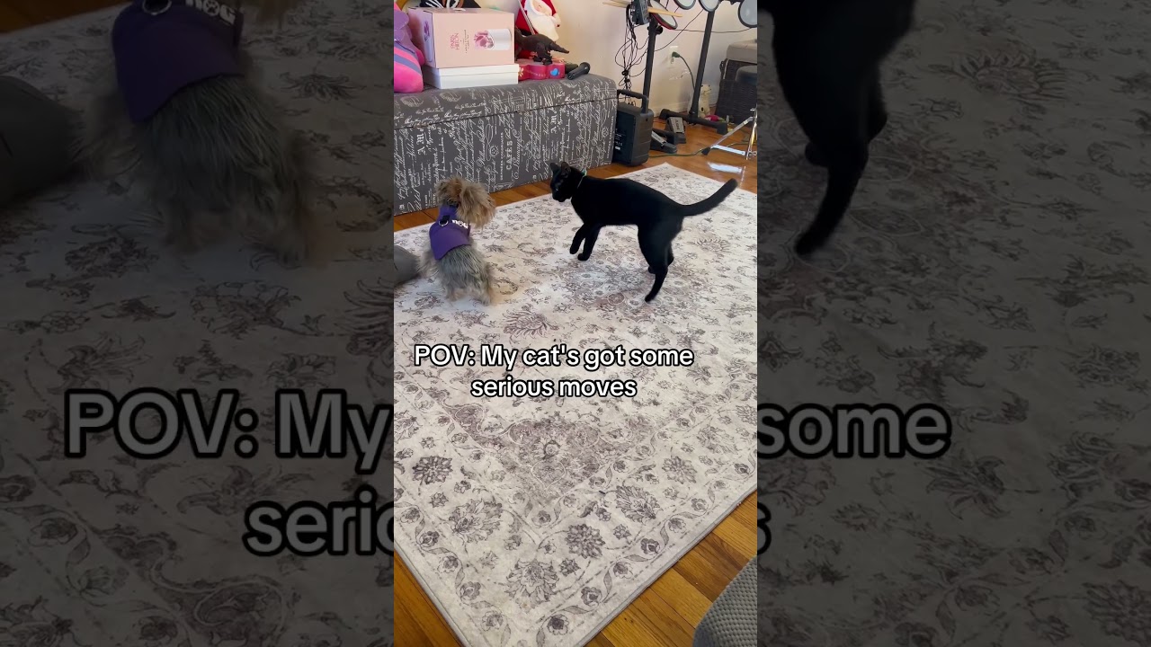 Cat and dog shenanigans lol 