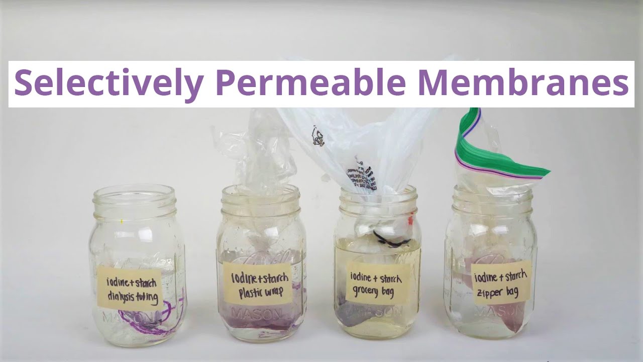 Selectively Permeable Membranes