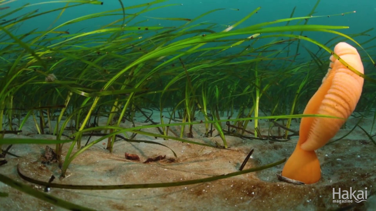 Swaying Sea Pen