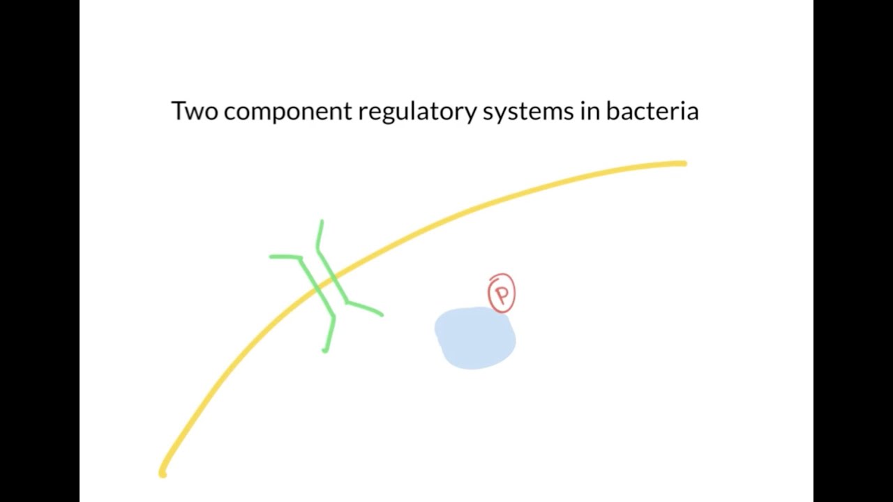 2 component systems
