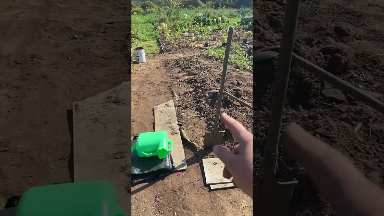 Переделка в огороде 😉:грядки»школки»и пытаюсь закрыть свой огород взгляда красивыми кустарниками..