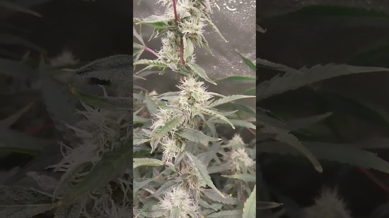 masterpiece. from in-house genetics# rdwc cropsalts# spider farmer.