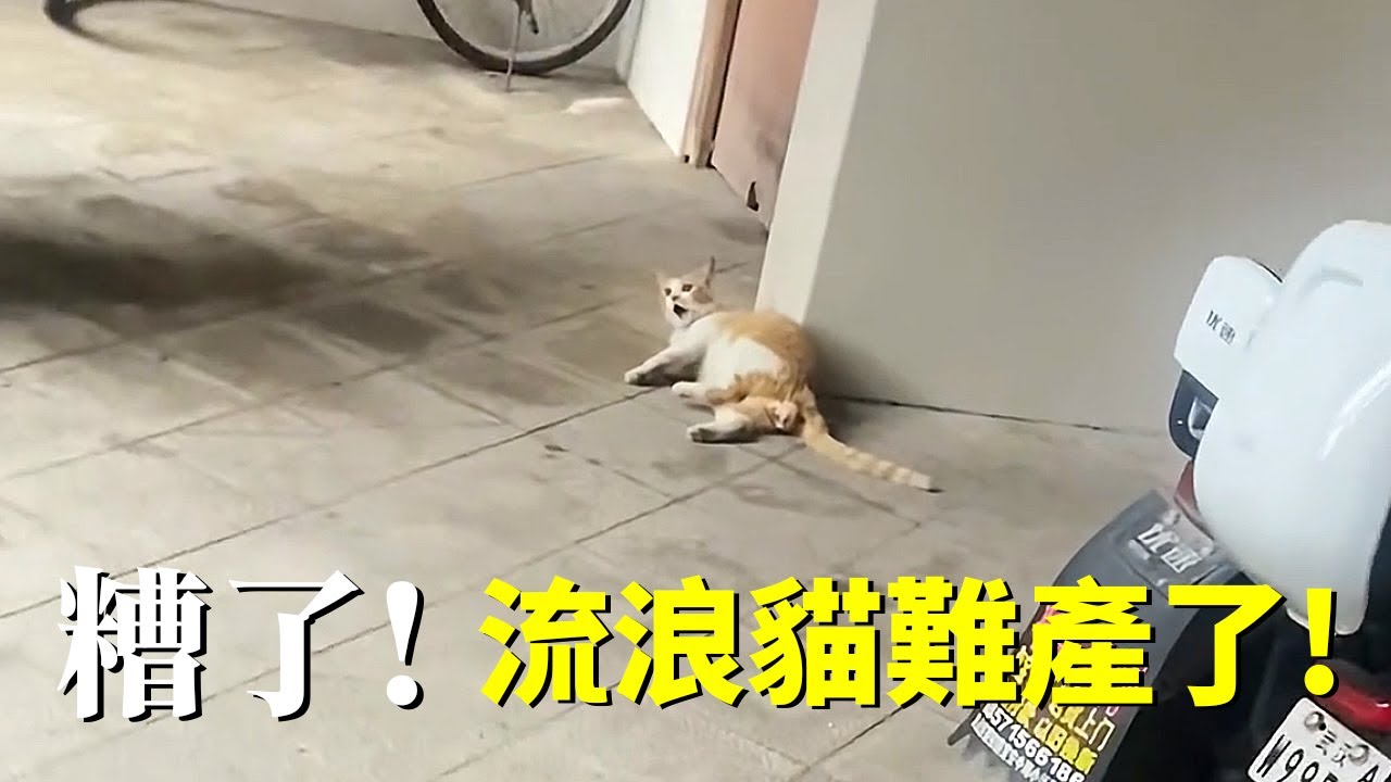 出門時發現小區的流浪貓難產了