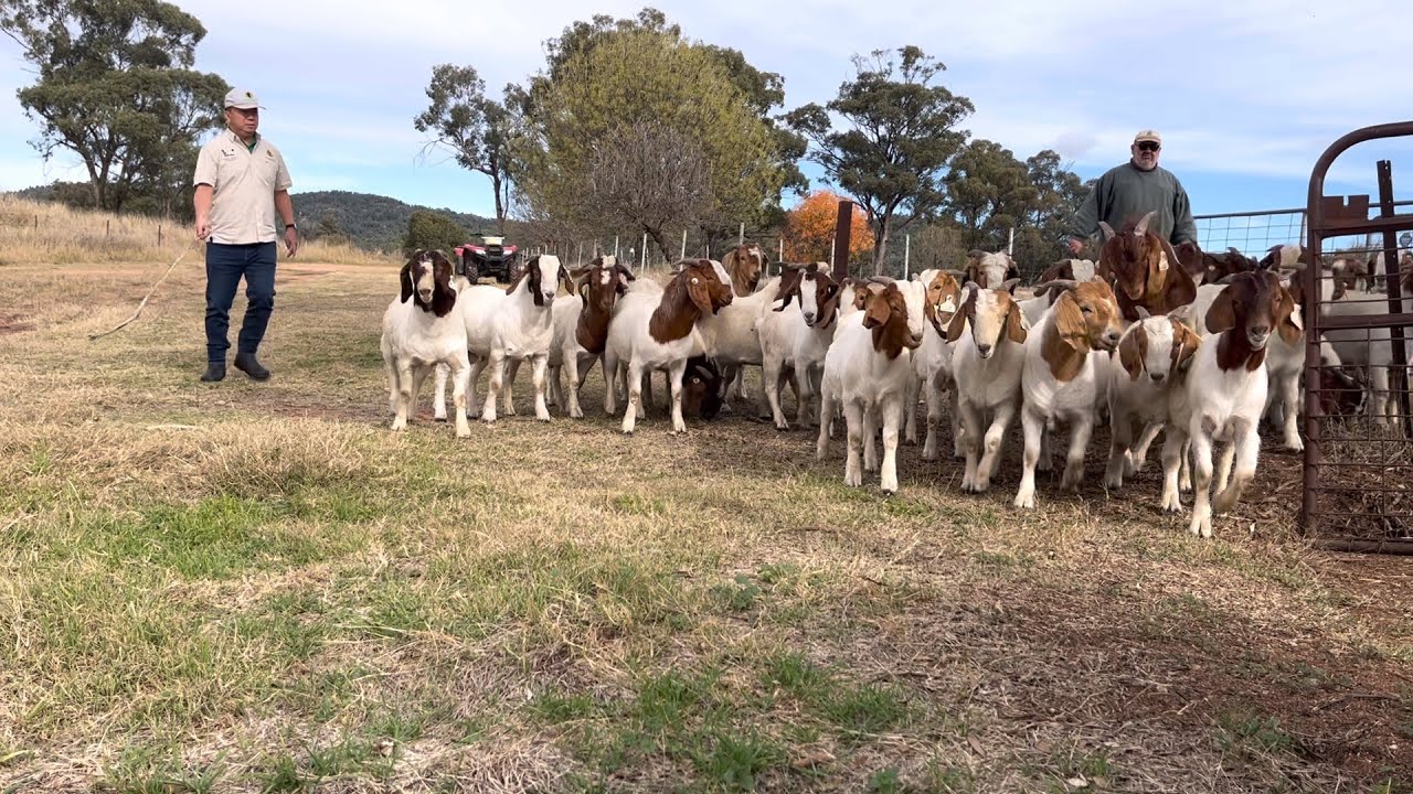 Review Young Buck Boer Goat in Pacifica Boer Goat Stud