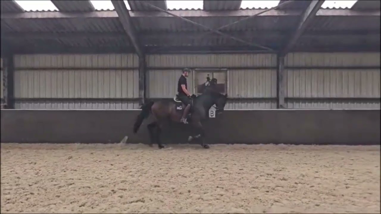 Phierce JC (Franklin X Krack C)