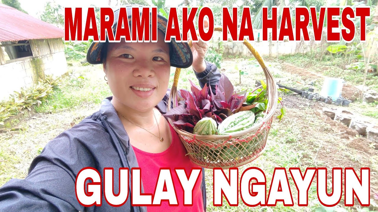 ⛔ ANG DAMI NG HARVEST KO NGAYUN NA GULAY TANIM NI ALEX LIBRADA VLOG 