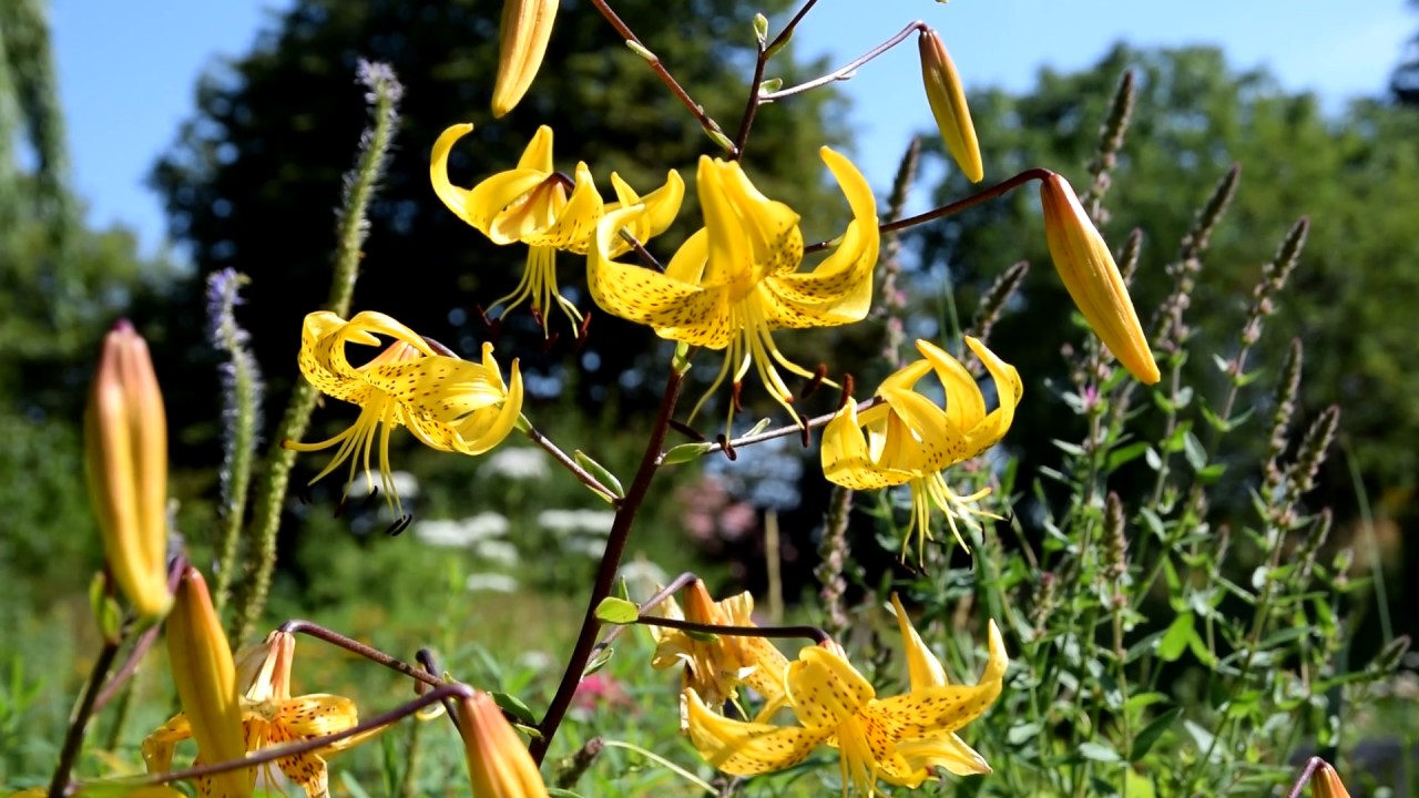Staudenwiesen im Sommer
