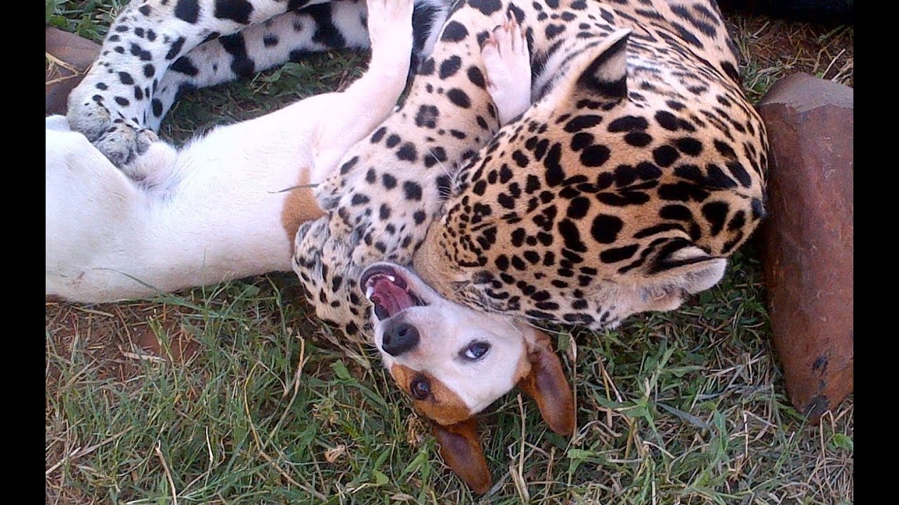 Cute Dog and Jaguar Are Best Friends