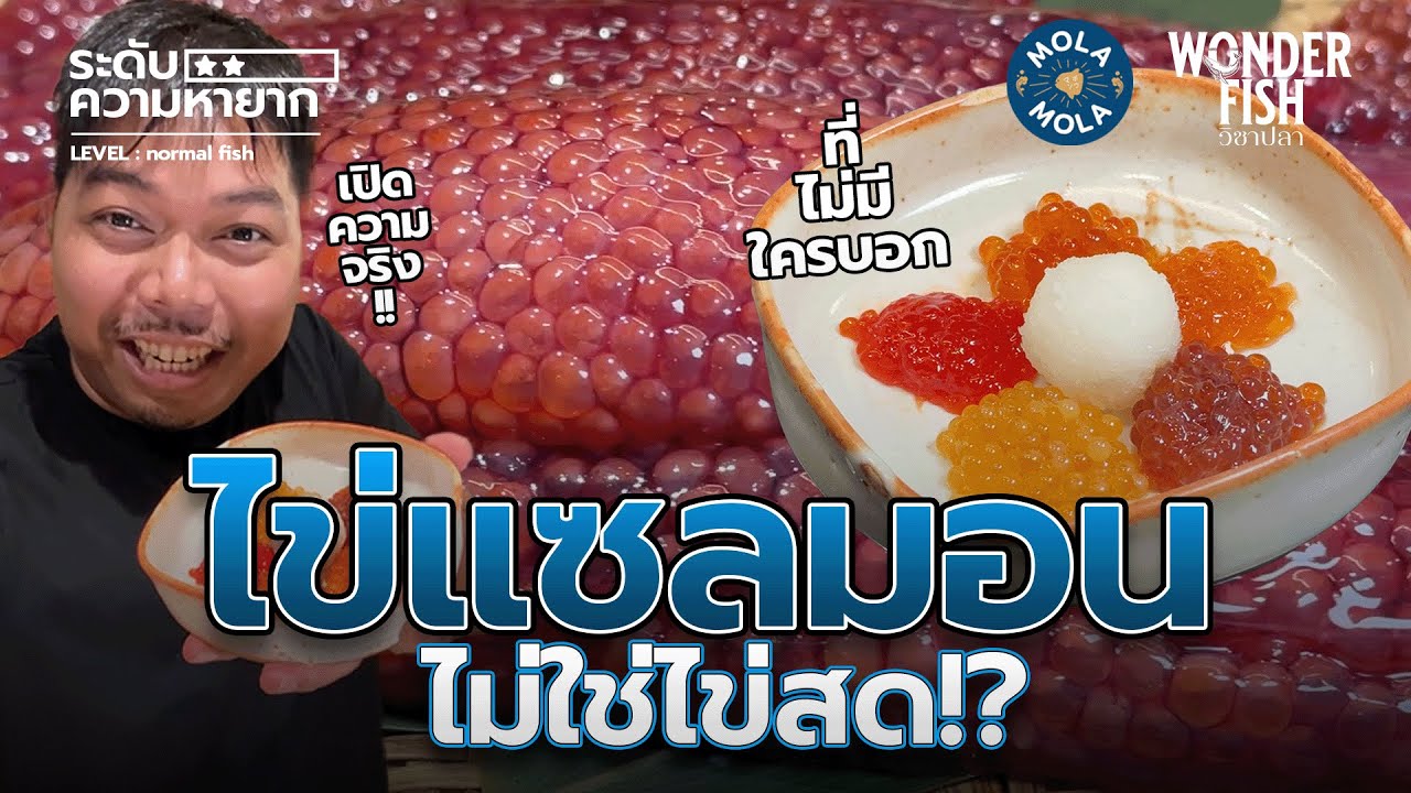 ความจริงเกี่ยวกับ ไข่ปลาแซลมอน #wonderfish