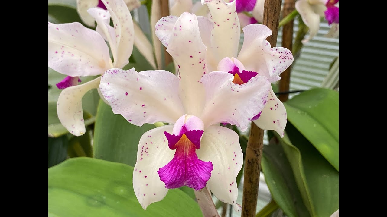 #GVOS2020 Cattleya amethystoglossa palha 'Gloriosa' x 'Palhinha'