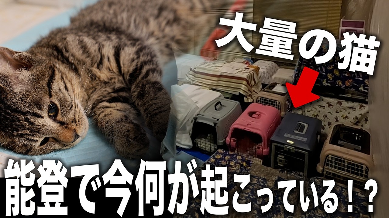 【能登で何が？】大量の猫を搬入する謎の団体に突撃してみた結果！家に大量の猫が・・・？能登半島地震からの復興するために！猫を救うために！昼夜問わず奔走する１人の男がいました