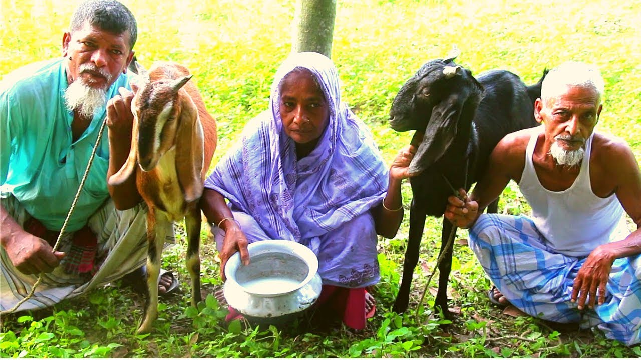 Milk two big goat by woman | Live goat milking video | How to milk goat by hand | Fresh goat milk